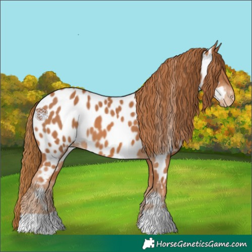 Horse Color:Chestnut Appaloosa