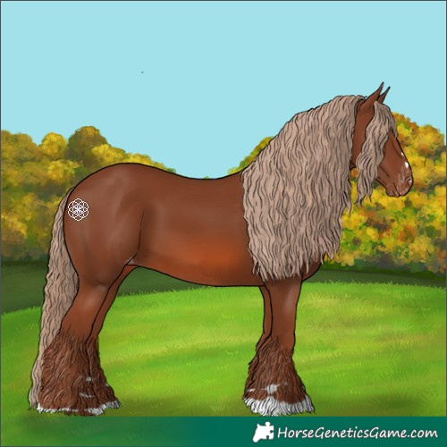 Horse Color:Chestnut Appaloosa