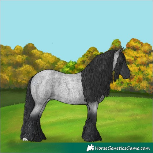 Horse Color:Blue Roan 