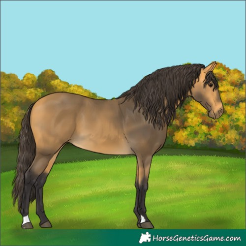 Horse Color:Buckskin