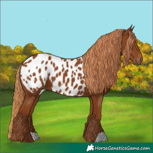 Horse Color:Gray Chestnut Appaloosa 