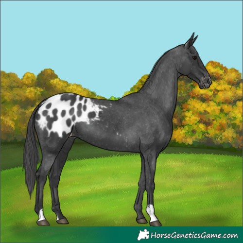 Horse Color:Black Appaloosa 