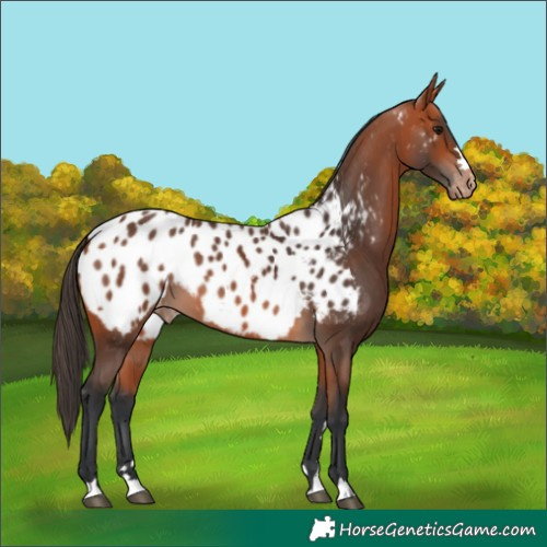 Horse Color:Bay Appaloosa 
