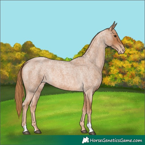 Horse Color:Red Roan Appaloosa