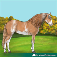 Horse Color:White Spotted Chestnut Frame 