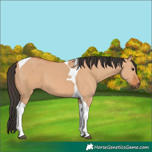 Horse Color:Bay Dun Tobiano 