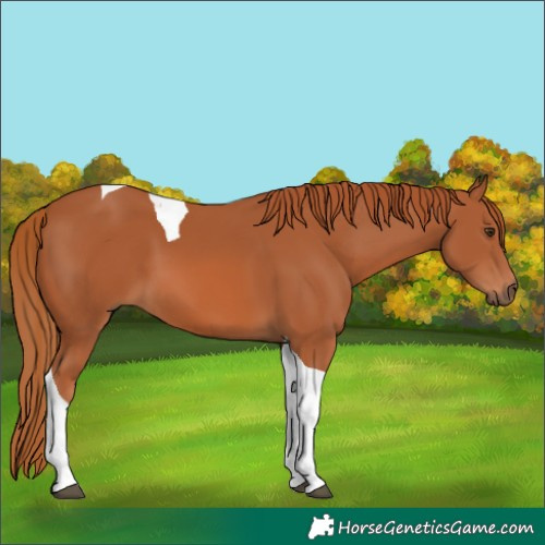 Horse Color:Chestnut Tobiano
