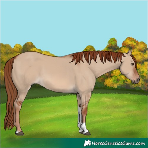 Horse Color:Red Dun Tobiano 