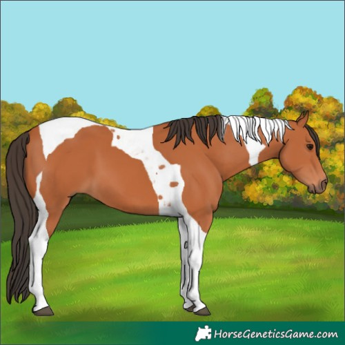 Horse Color:Bay Tobiano 
