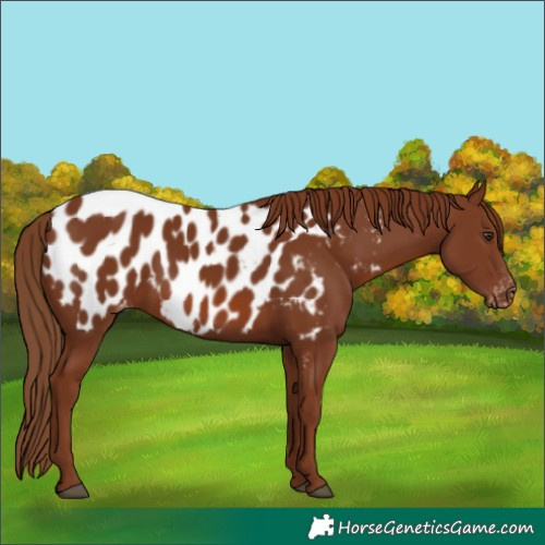 Horse Color:Chestnut Appaloosa 