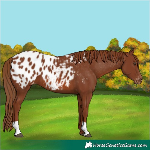 Horse Color:Chestnut Appaloosa