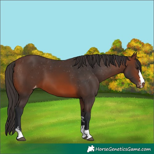 Horse Color:Brown Appaloosa