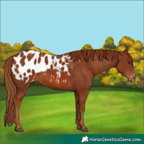 Horse Color:Chestnut Appaloosa