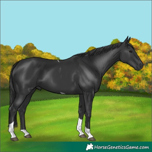 Horse Color:Black Tobiano