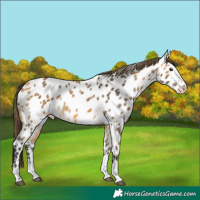 Horse Color:Buckskin Near Leopard