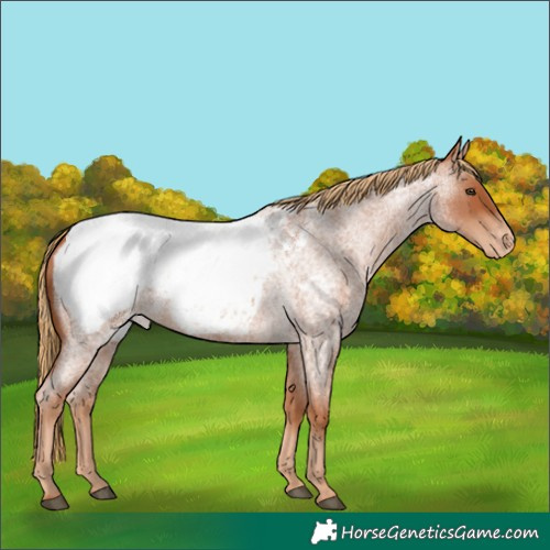 Horse Color:Red Roan Appaloosa 