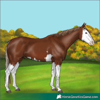 Horse Color:Chestnut Splash 