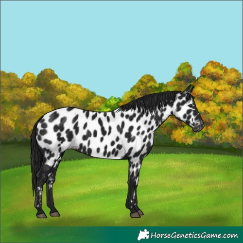 Horse Color:Gray Black Appaloosa