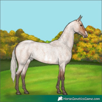 Horse Color:Silver Bay Roan Dun Frame