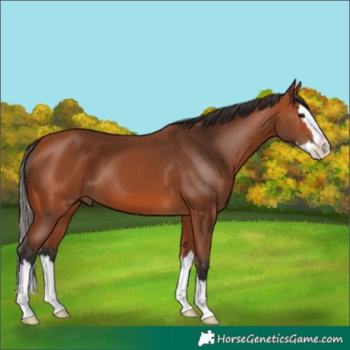 Horse Color:Unknown 