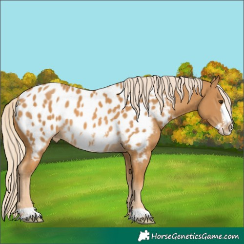 Horse Color:Palomino Frame Appaloosa 