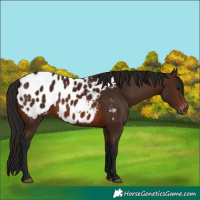 Horse Color:Gray Bay Blanket