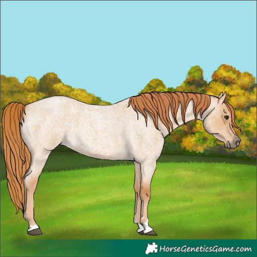 Horse Color:Red Dun Roan 