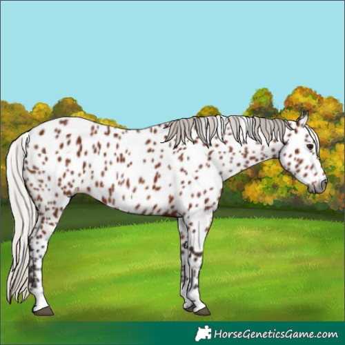 Horse Color:Gray Silver Bay Appaloosa