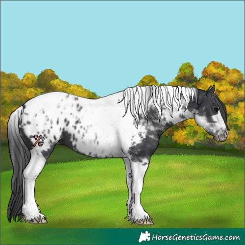 Horse Color:Black Tobiano Blanket