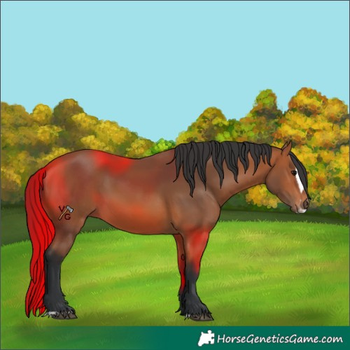 Horse Color:Bay Splash