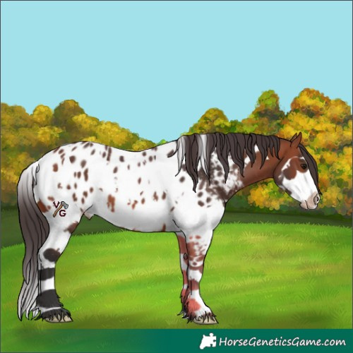 Horse Color:Bay Splash Tobiano Appaloosa 