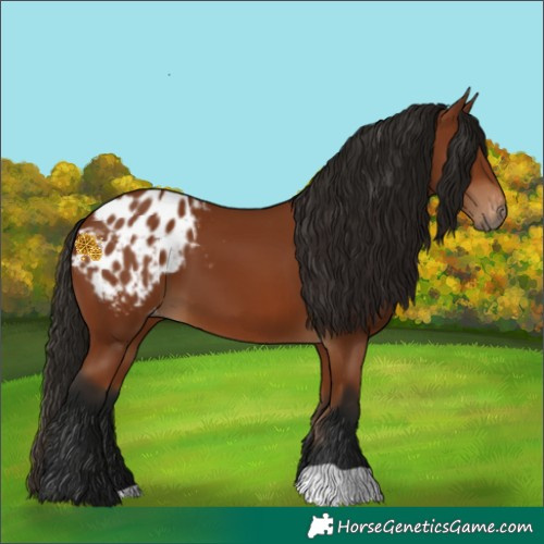 Horse Color:Gray Bay Appaloosa 
