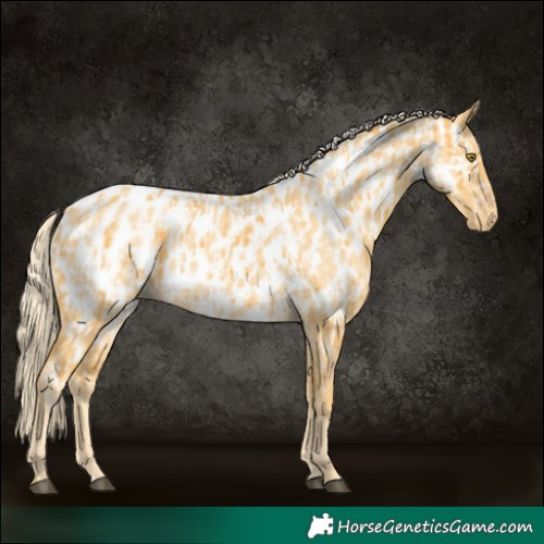 Horse Color:Palomino Appaloosa  and Palomino Dun Appaloosa 
