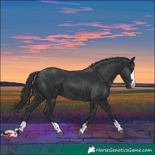 Horse Color:Black