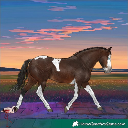 Horse Color:Gray Bay Splash Tobiano
