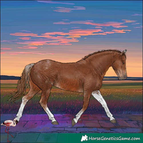 Horse Color:White Spotted Chestnut