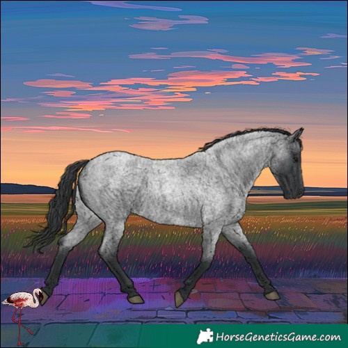 Horse Color:Blue Roan