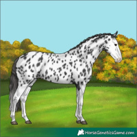 Horse Color:Black Splash Appaloosa
