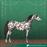 Horse Color:Gray Bay Appaloosa