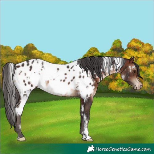 Horse Color:White Spotted Brown Appaloosa