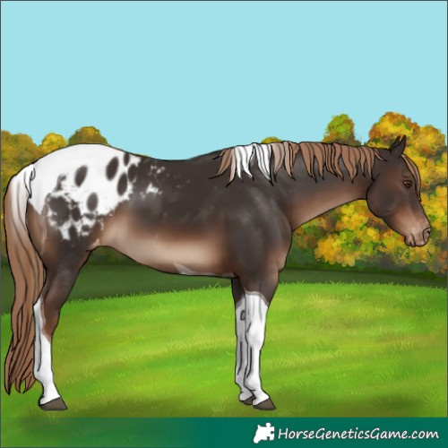 Horse Color:Liver Chestnut Tobiano Appaloosa 