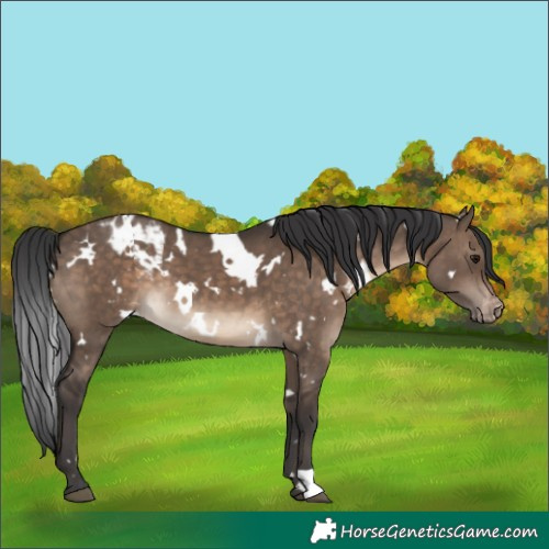 Horse Color:White Spotted Brown Dun Appaloosa 
