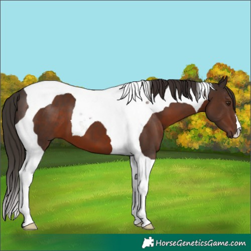 Horse Color:Liver Chestnut Tobiano