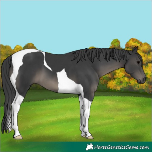Horse Color:Black Tobiano