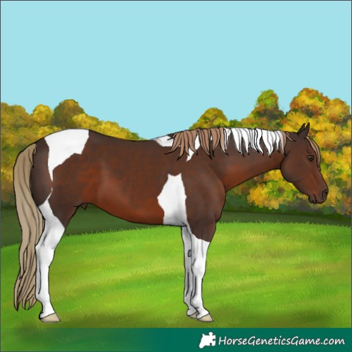 Horse Color:Liver Chestnut Tobiano