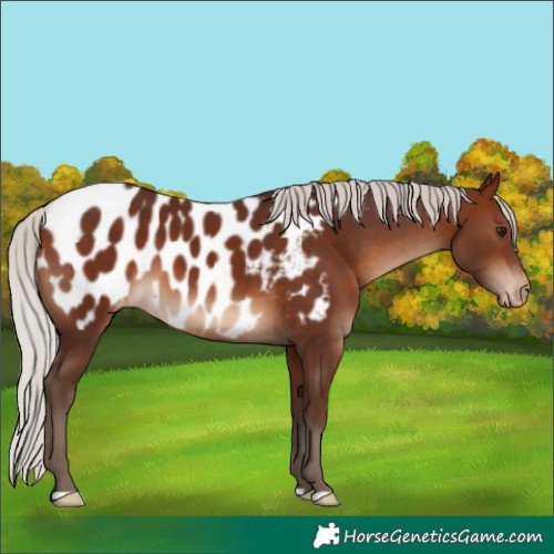 Horse Color:Silver Brown Appaloosa