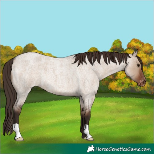Horse Color:Liver Red Dun Roan Appaloosa