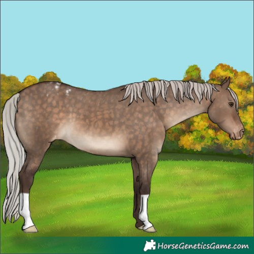 Horse Color:Silver Brown Dun Appaloosa
