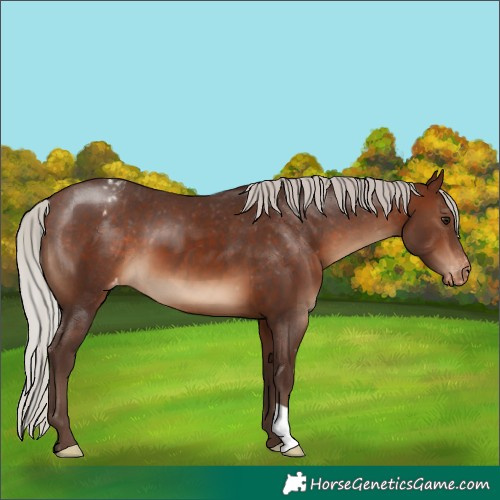 Horse Color:Silver Brown Varnish
