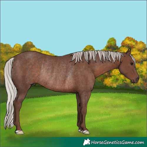Horse Color:Silver Black Rabicano 